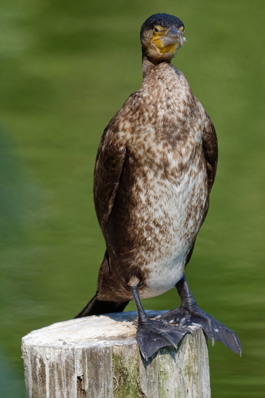 Cormorant on a wooden trunk